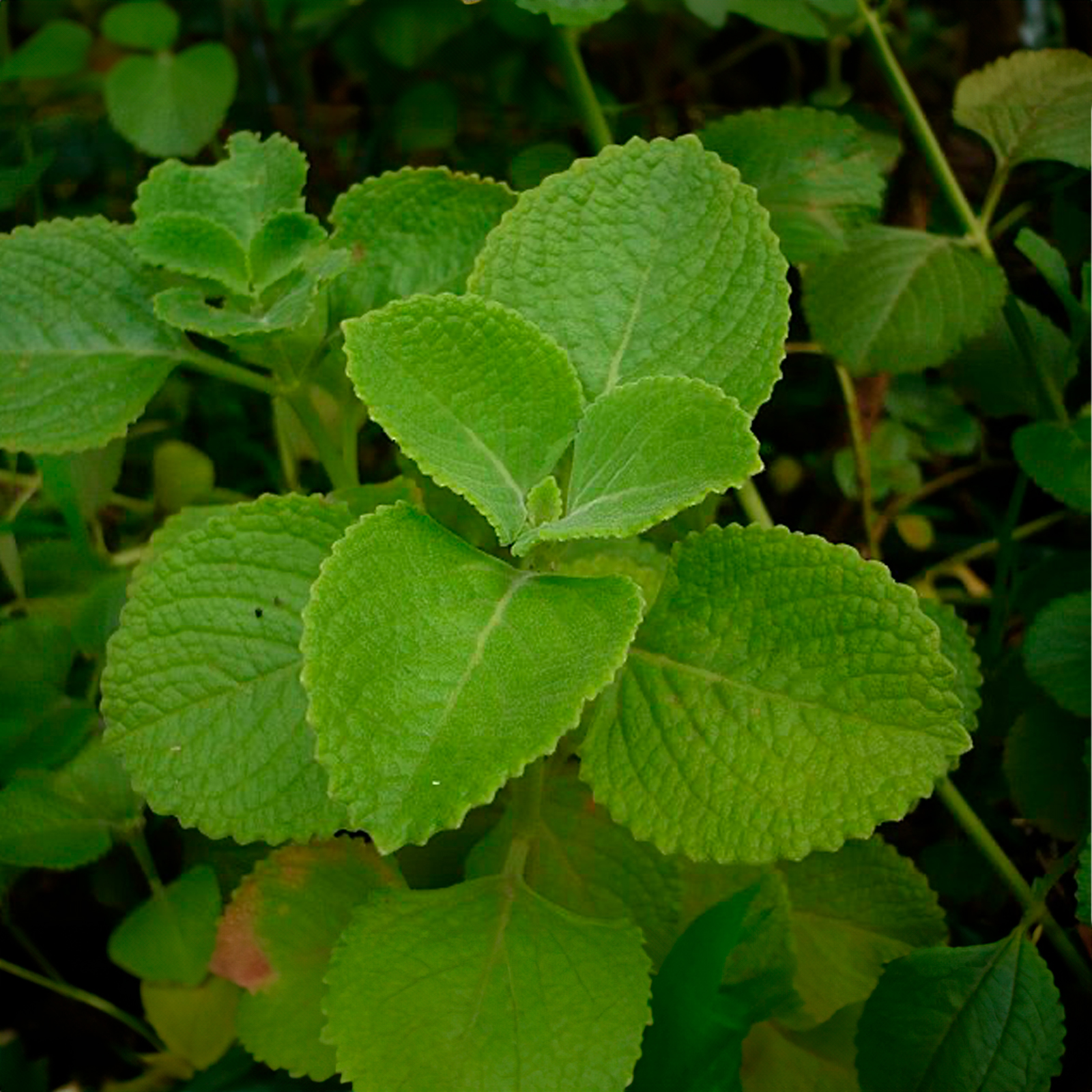 Agua floral de Oregano 120ml